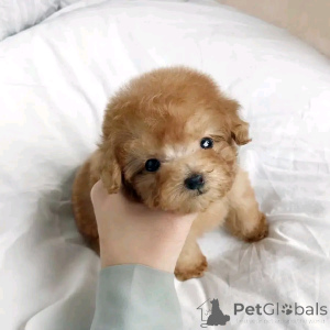 Foto №1. pudel (royal) - zum Verkauf in der Stadt Флорида Сити | 1063€ | Ankündigung № 138974