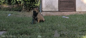 Zusätzliche Fotos: Belgische Malinois-Schäferhundwelpen