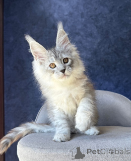 Foto №3. Gesunde und gut sozialisierte Maine-Coon-Kätzchen zu verkaufen. Deutschland