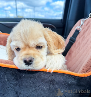Foto №4. Ich werde verkaufen amerikanischer cocker spaniel in der Stadt Berlin. züchter - preis - verhandelt