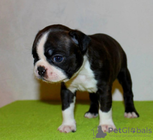 Foto №1. boston terrier - zum Verkauf in der Stadt Амстердам | verhandelt | Ankündigung № 44002