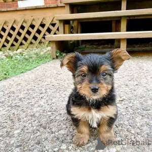 Foto №1.  - zum Verkauf in der Stadt Canada Bay | 581€ | Ankündigung № 161149