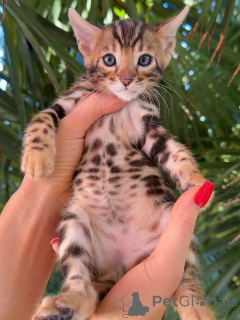 Foto №2 zu Ankündigung № 176451 zu verkaufen bengal katzenrasse - einkaufen Deutschland züchter