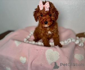 Foto №1. mischlingshund - zum Verkauf in der Stadt Bergisch Gladbach | Frei | Ankündigung № 138816