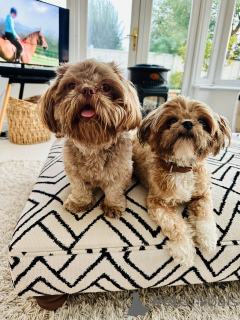 Foto №1. shih tzu - zum Verkauf in der Stadt Texas | 339€ | Ankündigung № 160287