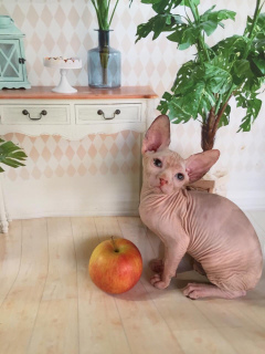 Foto №2 zu Ankündigung № 2280 zu verkaufen sphynx cat - einkaufen Russische Föderation 
