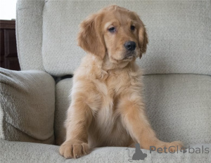 Foto №2 zu Ankündigung № 141169 zu verkaufen golden retriever - einkaufen Deutschland quotient 	ankündigung