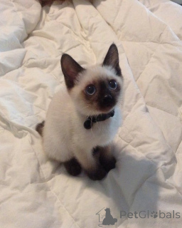 Foto №3. Milo, der neugierige Schwätzer mit ozeanblauen Augen.. Schweden