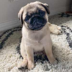 Foto №1. mops - zum Verkauf in der Stadt New York | 797€ | Ankündigung № 146296