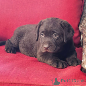 Foto №2 zu Ankündigung № 176361 zu verkaufen labrador retriever - einkaufen Deutschland quotient 	ankündigung
