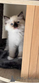 Foto №1. ragdoll-katze - zum Verkauf in der Stadt Bergisch Gladbach | 350€ | Ankündigung № 151548