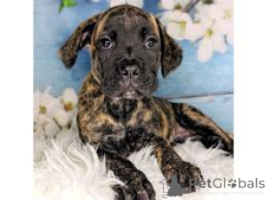Foto №1. cane corso italiano - zum Verkauf in der Stadt Berlin | verhandelt | Ankündigung № 136804