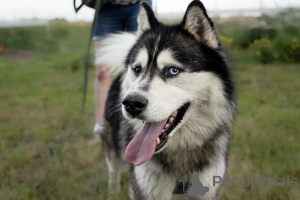 Foto №2 zu Ankündigung № 146221 zu verkaufen siberian husky - einkaufen Russische Föderation quotient 	ankündigung