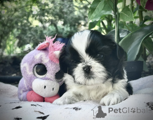 Foto №1. shih tzu - zum Verkauf in der Stadt Antwerpen | Frei | Ankündigung № 176290