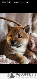 Zusätzliche Fotos: Shiba Inu, ZKwP-Aufzeichnungen