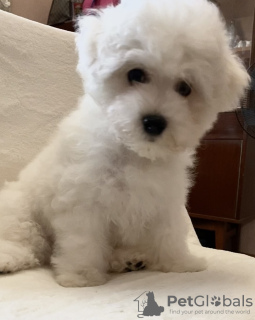 Foto №3. Bichon Frise Welpen. Deutschland