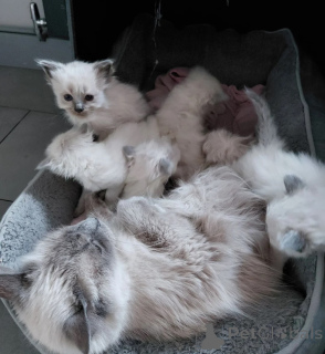 Foto №1. birma-katze - zum Verkauf in der Stadt Mayen-Koblenz | 350€ | Ankündigung № 178446