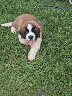 Foto №3. Süße Bernhardinerwelpen aus der Familie, bereit für ein neues Zuhause. Deutschland