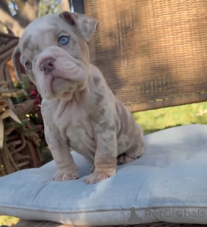 Foto №1. englische bulldogge - zum Verkauf in der Stadt Greven | 291€ | Ankündigung № 173879