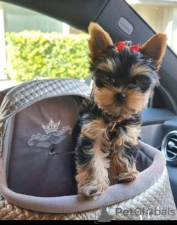 Zusätzliche Fotos: Gesunde Welpen von gesunden York werden verkauft