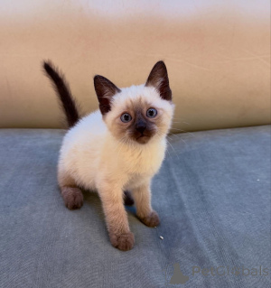 Foto №1.  - zum Verkauf in der Stadt München | verhandelt | Ankündigung № 167234