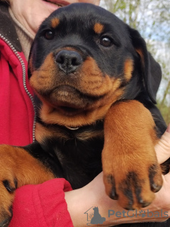 Foto №3. Rottweiler-Welpen möchten ihre neuen Besitzer kennenlernen. Lettland