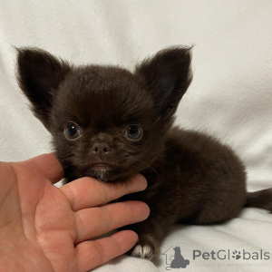 Foto №4. Ich werde verkaufen chihuahua in der Stadt Sydney. züchter - preis - 678€