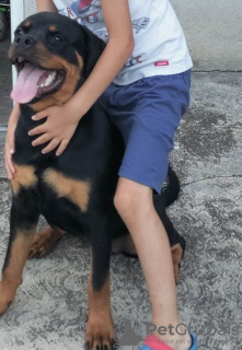 Foto №4. Ich werde verkaufen rottweiler in der Stadt Belgrad.  - preis - verhandelt