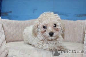 Foto №1. maltipu - zum Verkauf in der Stadt Berlin | 900€ | Ankündigung № 149815