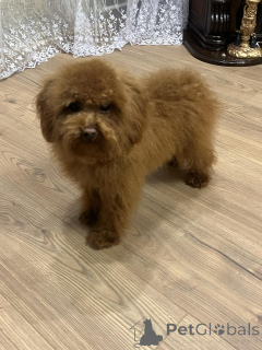 Foto №4. Ich werde verkaufen pudel (toy) in der Stadt Kiew. quotient 	ankündigung, vom kindergarten, züchter - preis - 1000€