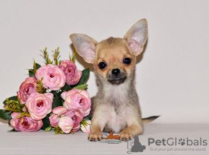 Zusätzliche Fotos: Schönes Zobelbaby. Chihuahua-Junge.
