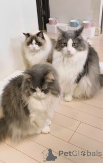 Foto №1. norwegische waldkatze - zum Verkauf in der Stadt Unhöflich | 700€ | Ankündigung № 163021