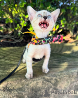 Foto №1. bengal katzenrasse - zum Verkauf in der Stadt Köln | 750€ | Ankündigung № 152544