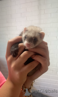 Foto №2 zu Ankündigung № 143772 zu verkaufen  - einkaufen Österreich züchter