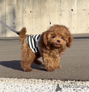 Foto №4. Ich werde verkaufen pudel (toy) in der Stadt Berlin. züchter - preis - verhandelt