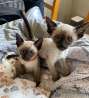 Foto №1. siamkatze - zum Verkauf in der Stadt Kerpen | 350€ | Ankündigung № 169562