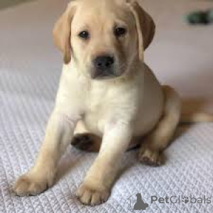 Foto №3. Chiots Labrador Retriever zu verkaufen. Frankreich