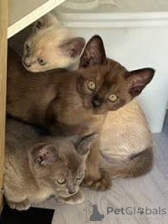 Foto №1. burma-katze - zum Verkauf in der Stadt Warschau | 500€ | Ankündigung № 168361