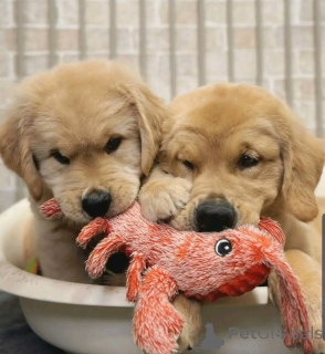 Foto №2 zu Ankündigung № 137790 zu verkaufen golden retriever - einkaufen Deutschland züchter