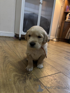 Foto №1. golden retriever - zum Verkauf in der Stadt Antwerpen | Frei | Ankündigung № 159238