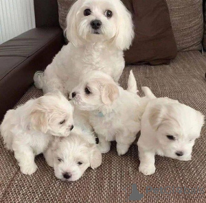 Foto №1. malteser - zum Verkauf in der Stadt Гамбург | 213€ | Ankündigung № 129858