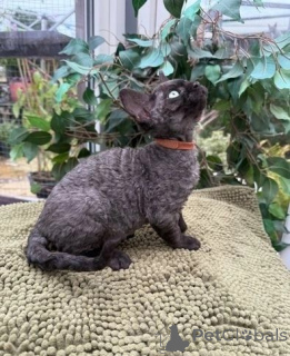 Foto №1. devon rex - zum Verkauf in der Stadt Estingen | 350€ | Ankündigung № 147337