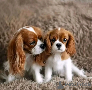 Foto №1. cavalier king charles spaniel - zum Verkauf in der Stadt Helsinki | 350€ | Ankündigung № 117312