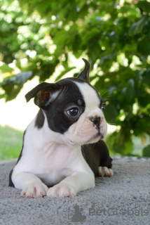 Foto №2 zu Ankündigung № 69212 zu verkaufen boston terrier - einkaufen Serbien züchter