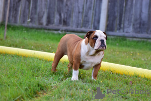 Zusätzliche Fotos: Englische Bulldoggenwelpen