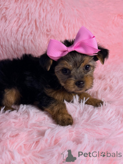 Foto №2 zu Ankündigung № 169423 zu verkaufen yorkshire terrier - einkaufen Frankreich züchter
