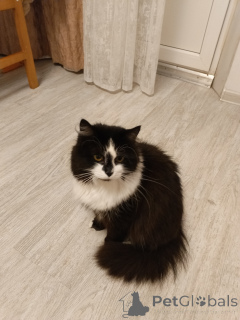 Foto №4. Ich werde verkaufen  in der Stadt Moskova. quotient 	ankündigung - preis - Frei