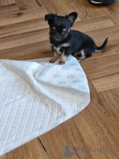 Foto №3. Chihuahua-Welpe. USA