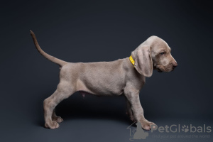 Foto №2 zu Ankündigung № 111801 zu verkaufen weimaraner - einkaufen Russische Föderation vom kindergarten, züchter