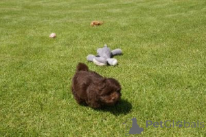 Foto №1. bolonka zwetna - zum Verkauf in der Stadt Schwerzenbach | verhandelt | Ankündigung № 162990